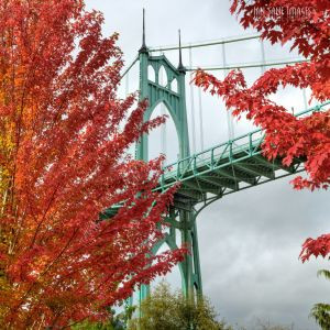Maple trees with red leaves frame a light green bridge
