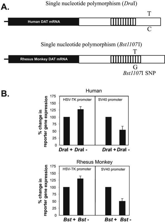 Graph illustrating the impact of single nucleotide polymorphisms (SNPs) in the 3'-untranslated region of the dopamine transporter (DAT) gene on gene expression levels in humans and rhesus monkeys, showing the functional consequences of genetic variations in DAT and their potential link to dopamine-related conditions.