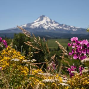colorful wildflowers with a snowy mountain in the distance on a beautiful day