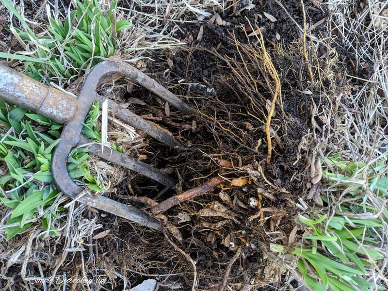 Transplanting Stella D