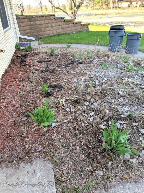 Transplanting Stella D