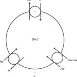 Diagram of Active Transport via Na+/K+ ATPase