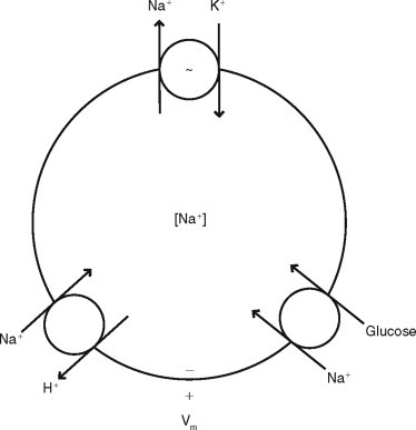 Diagram of Active Transport via Na+/K+ ATPase