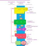 Diagram of the Electron Transport Chain in Mitochondria