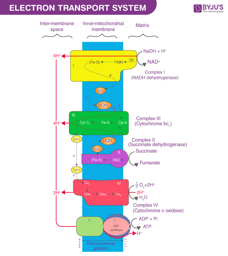 Diagram of the Electron Transport Chain in Mitochondria