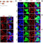 Selective Intracellular Localization of Reflectins and Free-Distribution of Single Motifs
