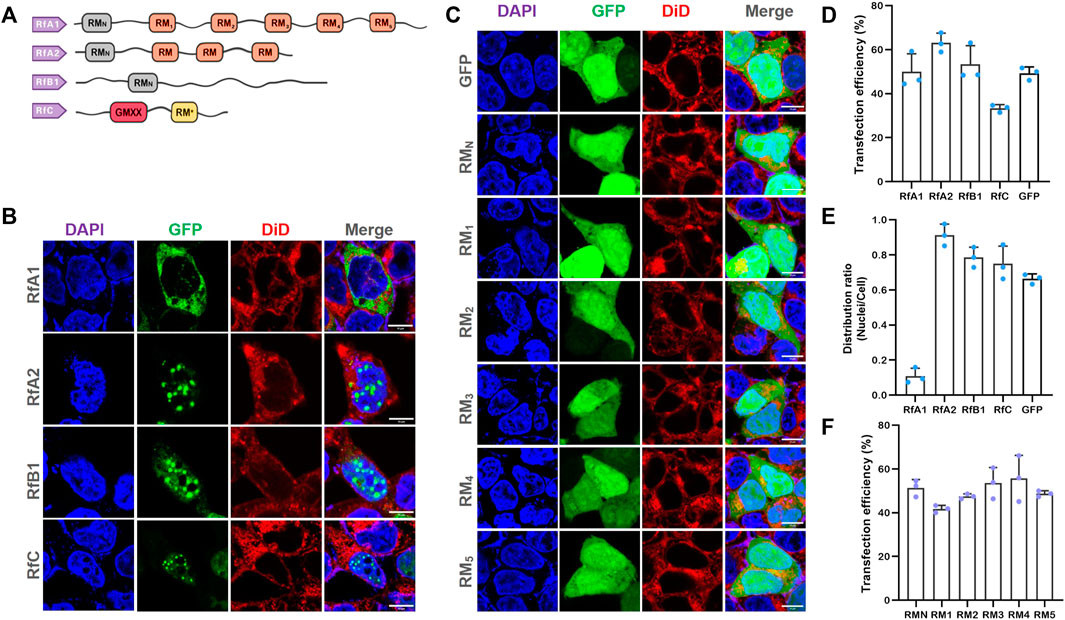 Selective Intracellular Localization of Reflectins and Free-Distribution of Single Motifs