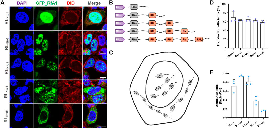 Recurrence of phase separation and cyto-/nucleo-localization preferences of RfA1-derived peptides in fixed HEK-293T cells