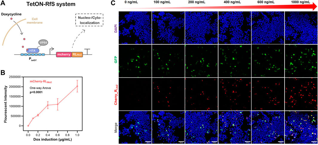 Dose-dependent nuclei-targeted Tet-On-RLNto2 system mediated by doxycycline