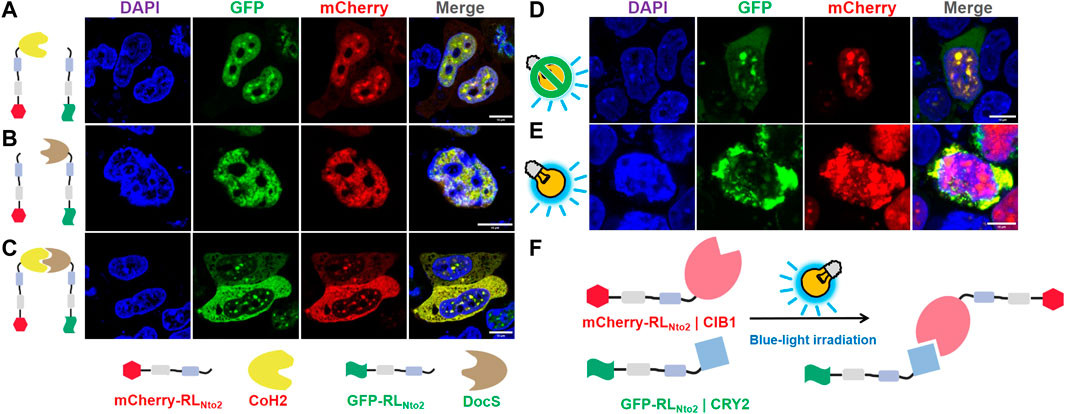 Restoration of repetition-level dependent cytoplasmic enrichment