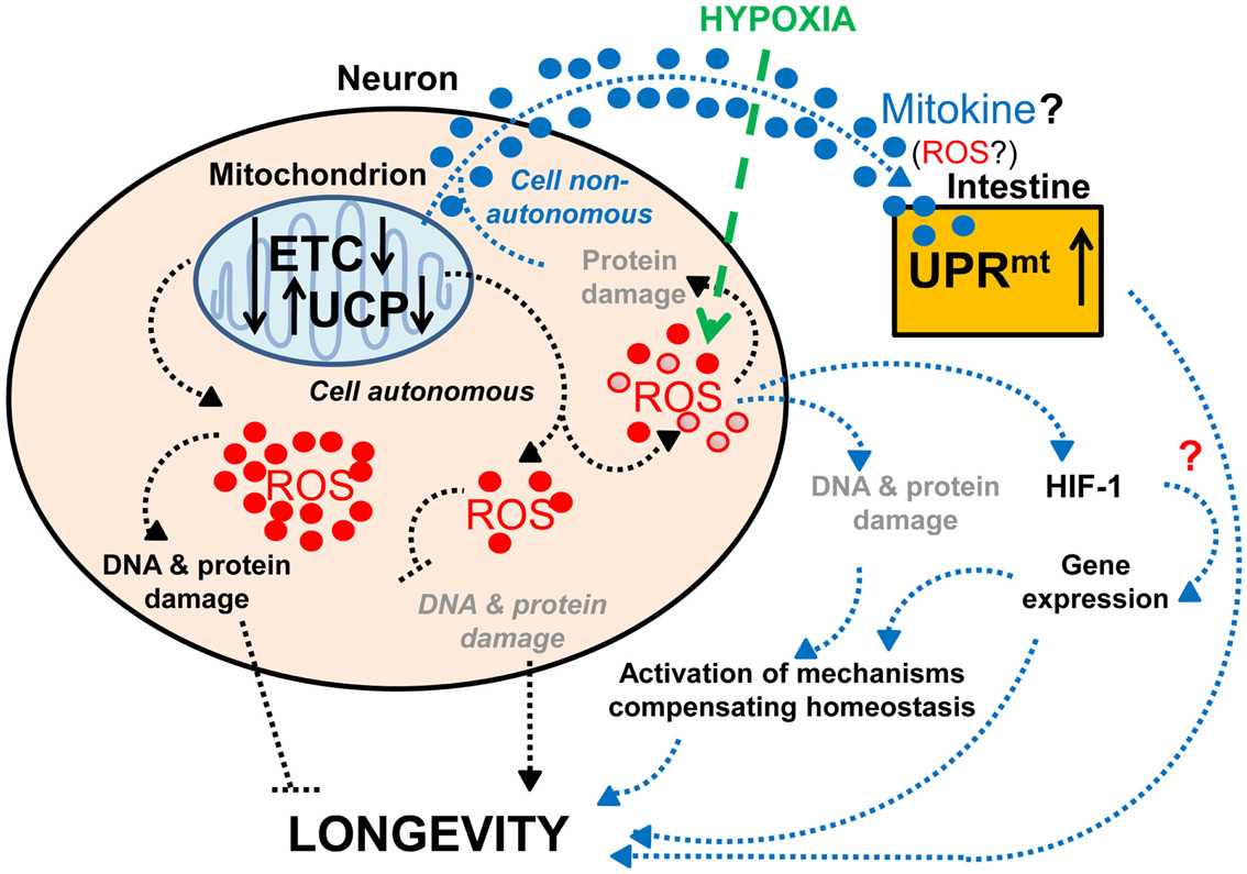 Effects of neuronal mitochondrial UCP and the electron transport chain on longevity
