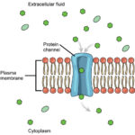 Channel Proteins in Facilitated Transport
