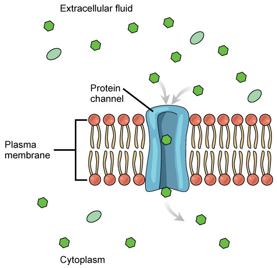 Channel Proteins in Facilitated Transport
