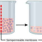 Osmosis: In osmosis, water always moves from an area of higher water concentration to one of lower concentration. In the diagram shown, the solute cannot pass through the selectively permeable membrane, but the water can.