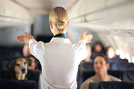 How to Fly with a Large Dog