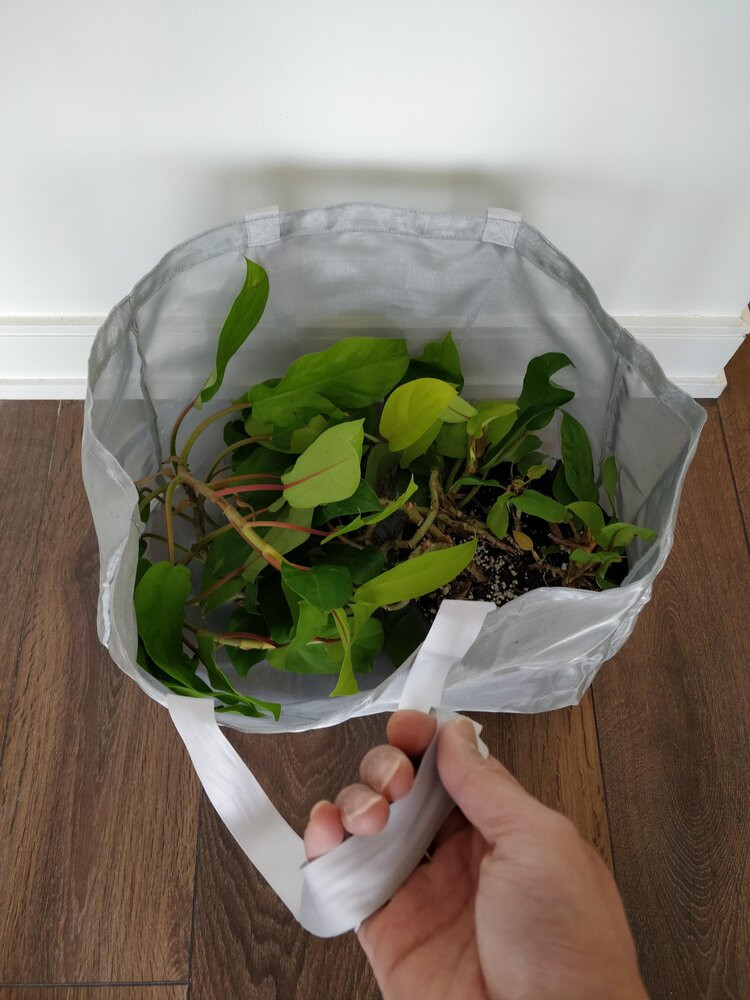 Trailing Philodendron Lemon-lime plant being carefully placed into a wide, flexible bag for safe and easy transportation, protecting its delicate vines.