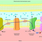 Schematic representation of the electron transfer chain via chemiosmotic reactions. Image Credit: Ellepigrafica / Shutterstock