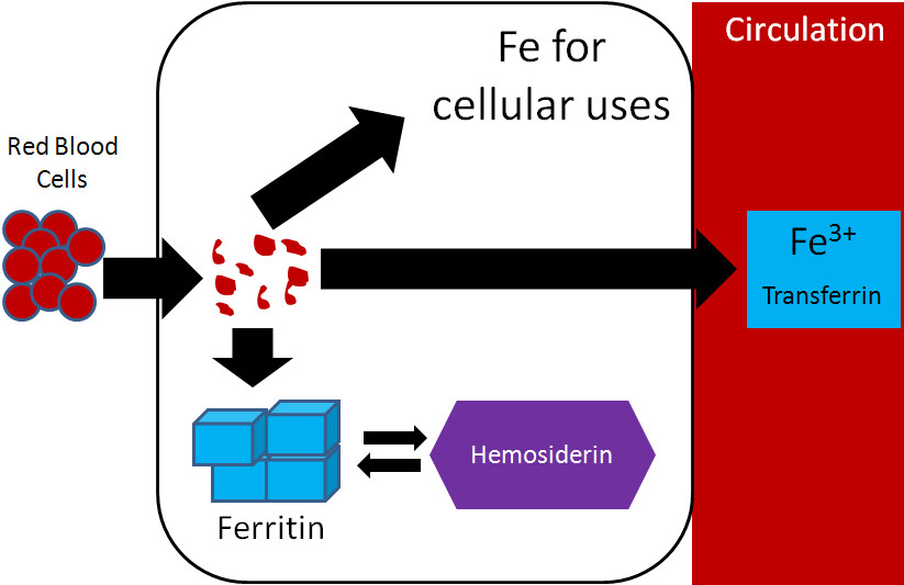 Iron recycling from red blood cells