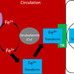 Transferrin transports iron in the blood