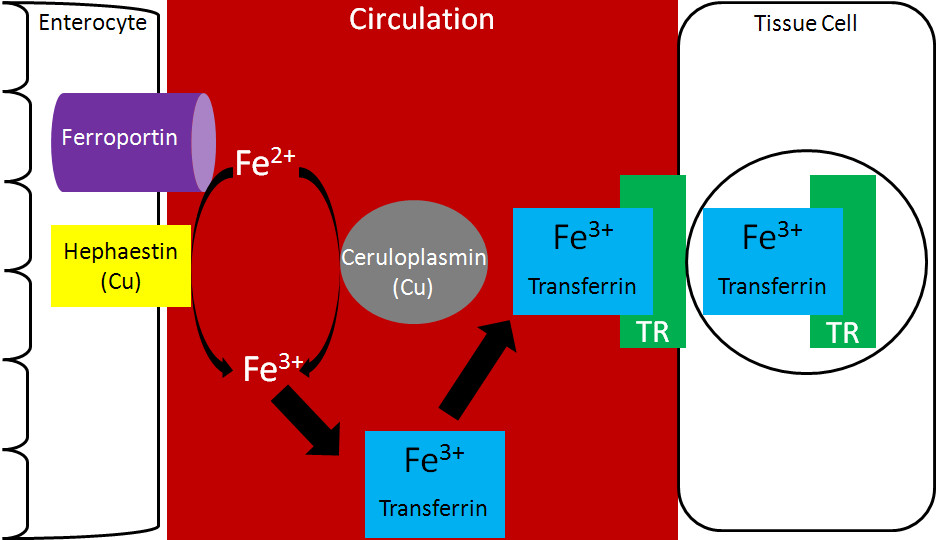 Transferrin transports iron in the blood