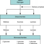 Diagram illustrating facilitated diffusion and active transport mechanisms