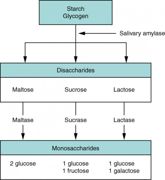 Diagram illustrating facilitated diffusion and active transport mechanisms