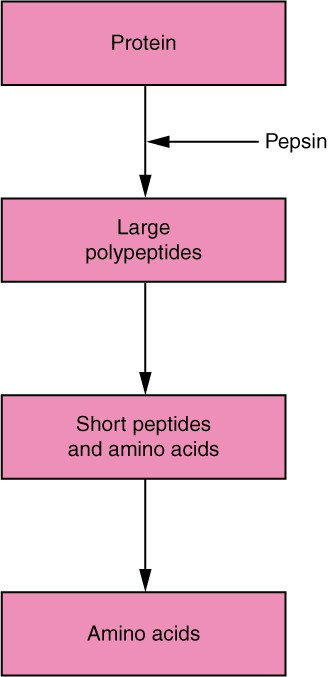 Diagram illustrating the digestion and absorption of carbohydrates