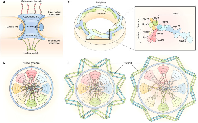Nuclear Pore Complex