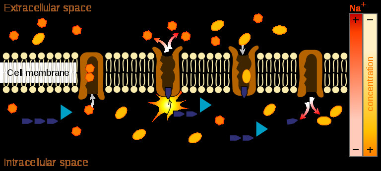 Scheme of sodium potassium pump
