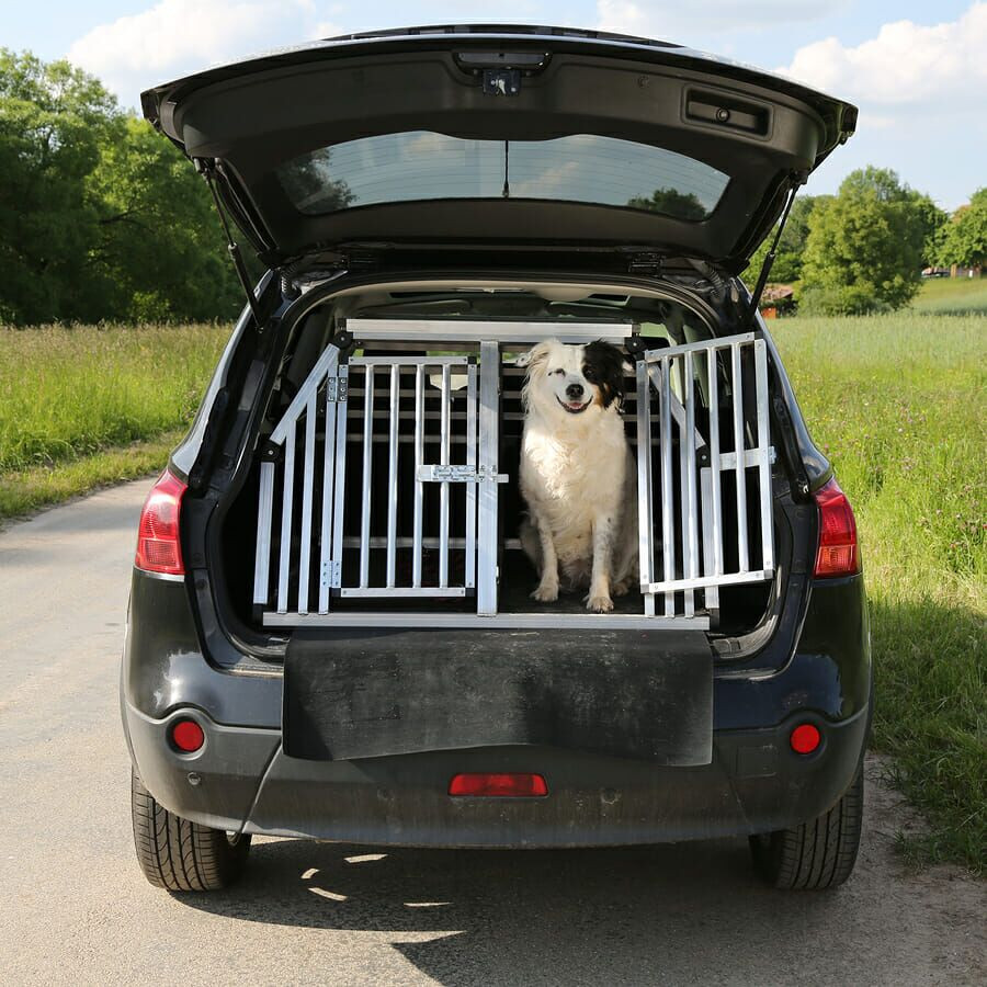 Dog in crate in car.