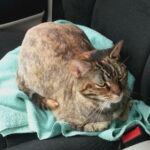 Orange tabby cat in a vehicle, representing Pet Van Lines' cat transport services, promoting comfortable and safe travel for pets.
