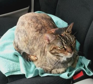 Orange tabby cat in a vehicle, representing Pet Van Lines' cat transport services, promoting comfortable and safe travel for pets.