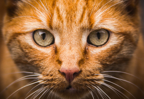 Cat in carrier, showcasing Pet Van Lines' dedication to ensuring cats have a safe and comfortable travel experience, highlighting their expertise in pet transportation.