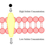Facilitated Diffusion Mechanism