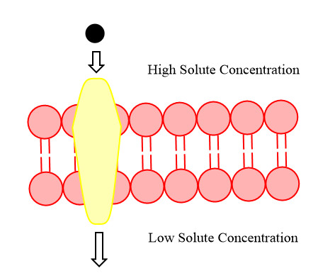 Facilitated Diffusion Mechanism