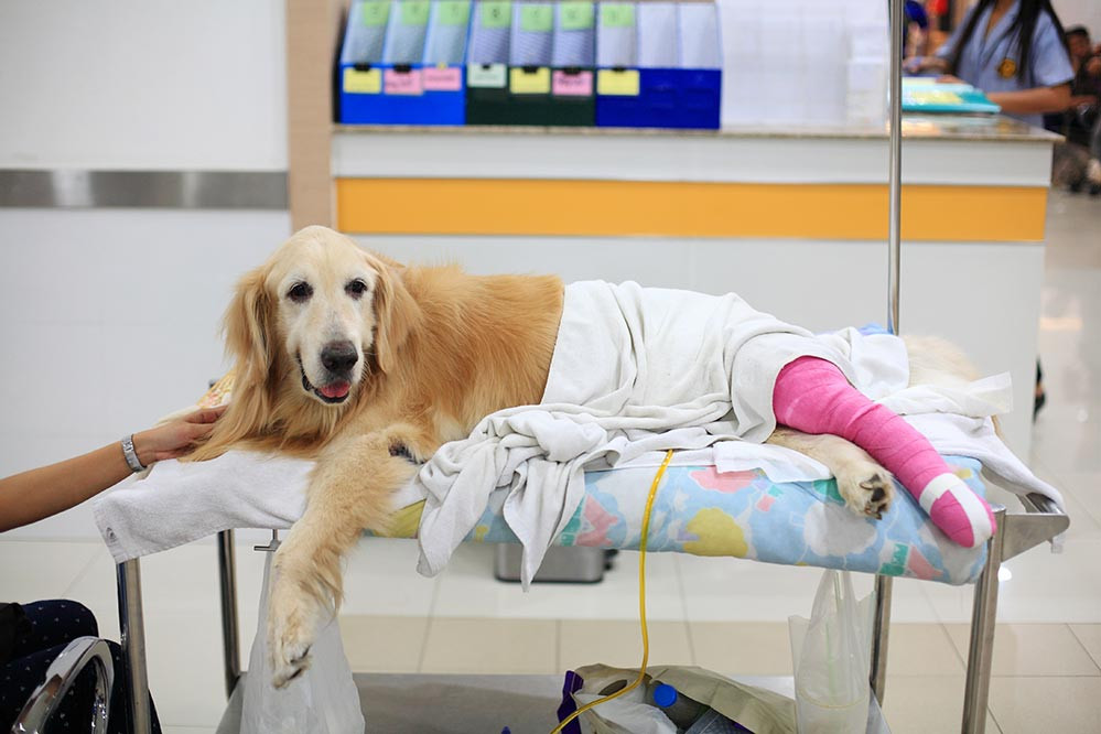 transport dog to hospital