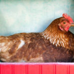 Chickens in transit in their coop