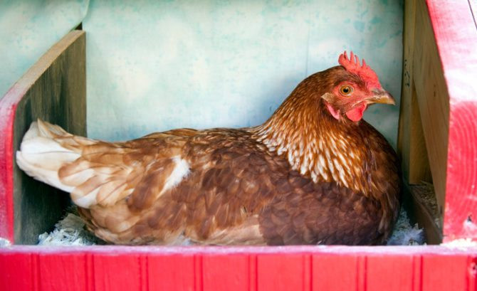 Chickens in transit in their coop