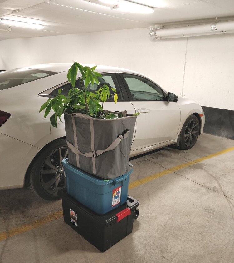 I had the good fortune of moving my plants from one parking garage to another - no winter exposure for these plants! Product Links: Sturdy black moving boxes with latches: https://amzn.to/2MGaG5U Folding hand truck: https://amzn.to/2tizc6E