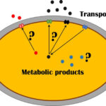 Yeast Transportome