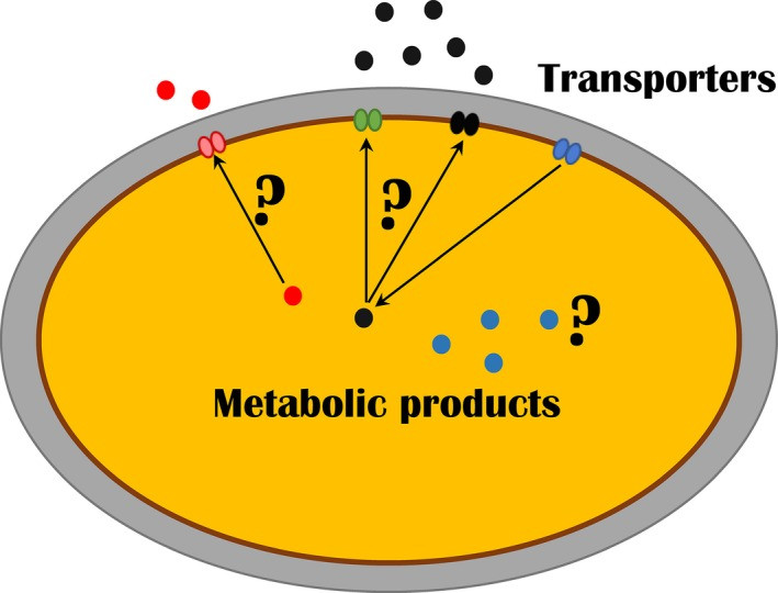 Yeast Transportome