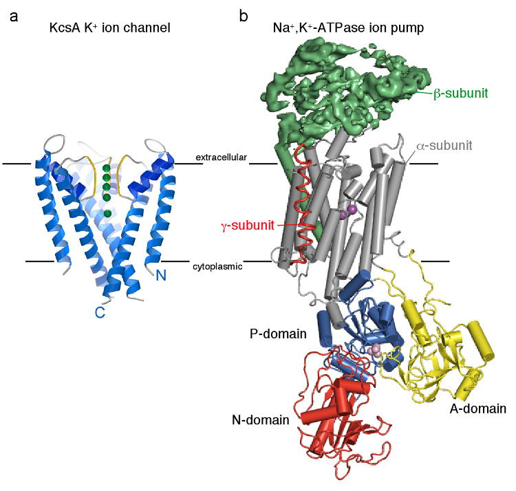 Na,K-ATPase pump complex in E2P-related conformation, containing two Rb ions occluded within the transmembrane domain